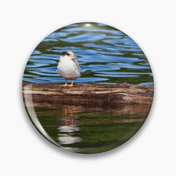 Item preview, Still a  bit shy to fly. Young Common tern designed and sold by Jouko Lehto Photography.