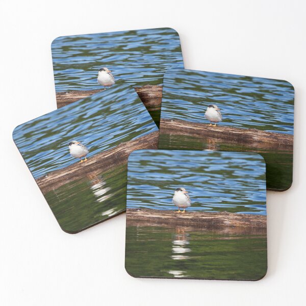 Item preview, Still a bit shy to fly. Young Common tern designed and sold by Jouko Lehto Photography.