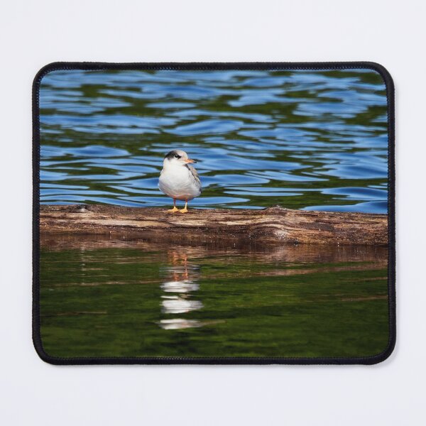 Item preview, Still a bit shy to fly. Young Common tern designed and sold by Jouko Lehto Photography.