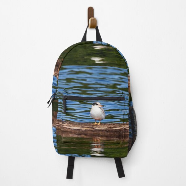 Item preview, Still a bit shy to fly. Young Common tern designed and sold by Jouko Lehto Photography.
