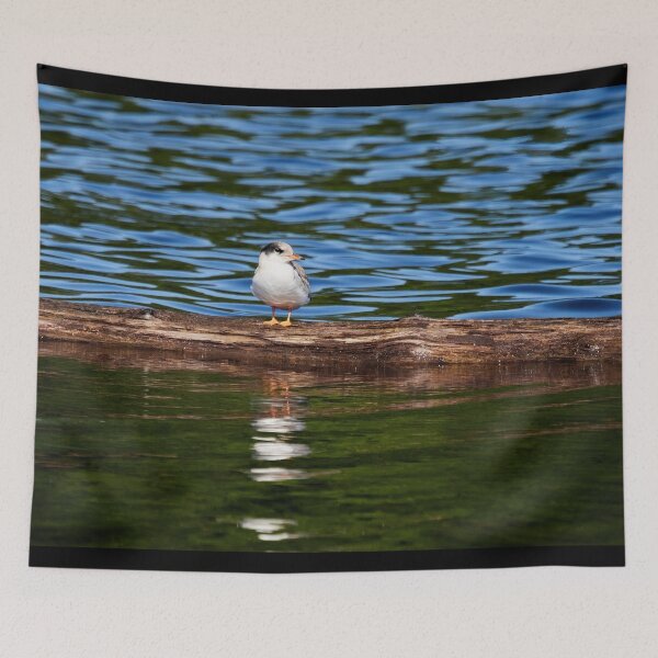Item preview, Still a  bit shy to fly. Young Common tern designed and sold by Jouko Lehto Photography.