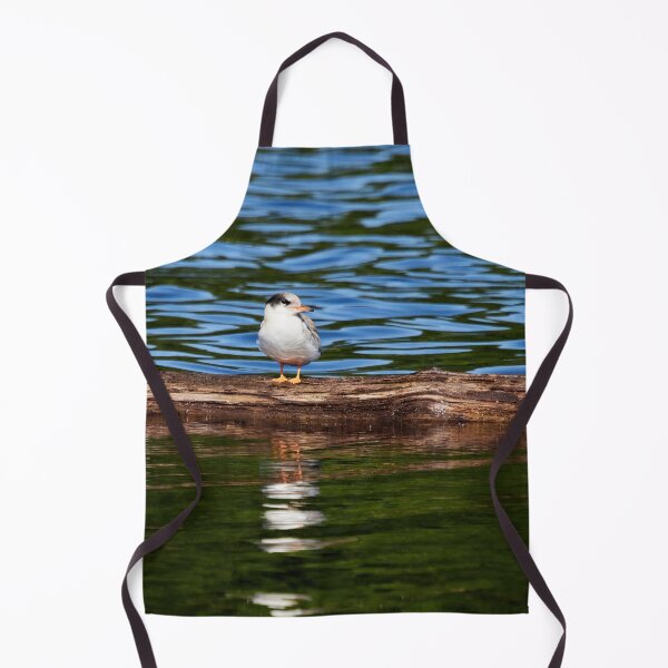 Item preview, Still a bit shy to fly. Young Common tern designed and sold by Jouko Lehto Photography.