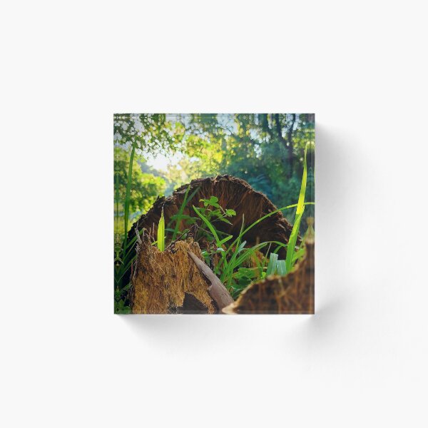 Item preview, Regrowth designed and sold by Fynns Photography.