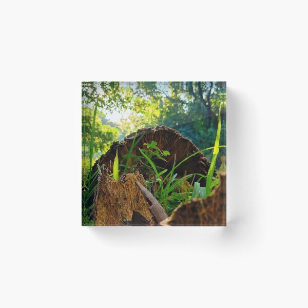 Item preview, Regrowth designed and sold by Fynns Photography.