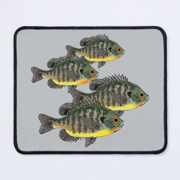 Item preview, Bluegill Sunfish School designed and sold by fishfolkart.