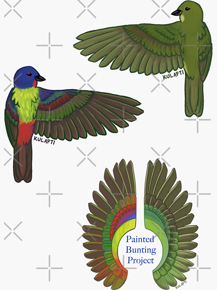 "Painted Bunting Project wings set" Sticker for Sale by kulapti Redbubble