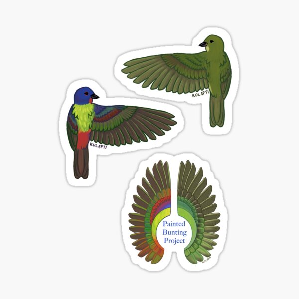 "Painted Bunting Project wings set" Sticker for Sale by kulapti Redbubble