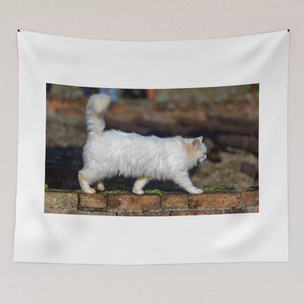 Item preview, A white fluffy Persian cat walking on a brick wall designed and sold by AlbertMi.