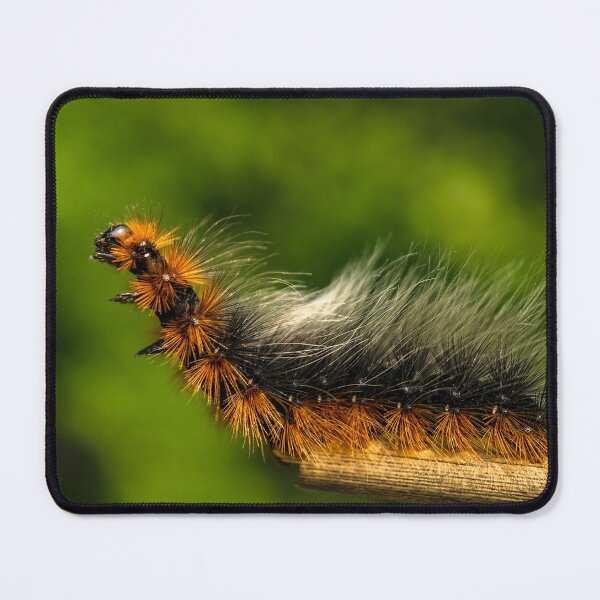 Item preview, Garden Tiger Moth caterpillar or Woolly Bear caterpillar because of its long hairs designed and sold by AlbertMi.
