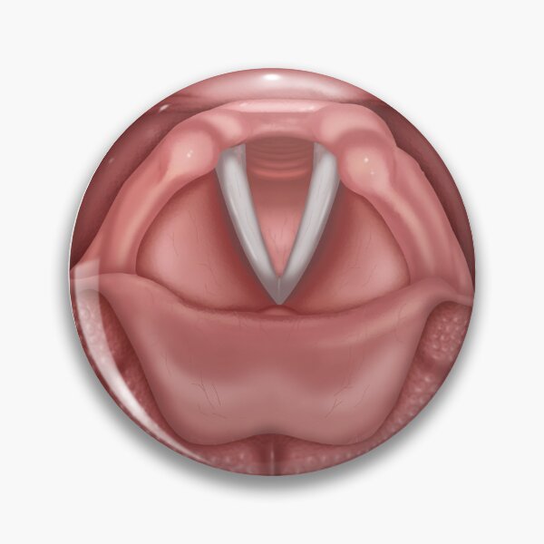 Item preview, Vocal Folds that open and close with QR code to see animations designed and sold by BlueTreePublish.