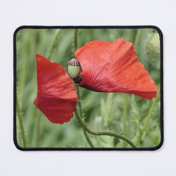 Item preview, r 2589/ 11 " un Coquelicot en Position de Défense Anti-Covid ! - a Poppy in Anti-Covid Defense Position !" par Okaio Créations Olavia&Olao designed and sold by o.okaïo.
