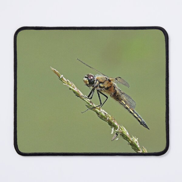 Item preview, 2583/ 8 Libellules-Dragonflies " Un Corps en Velours doux ! " finition 2020 par Okaio Créations - Olavia&Olao designed and sold by o.okaïo.