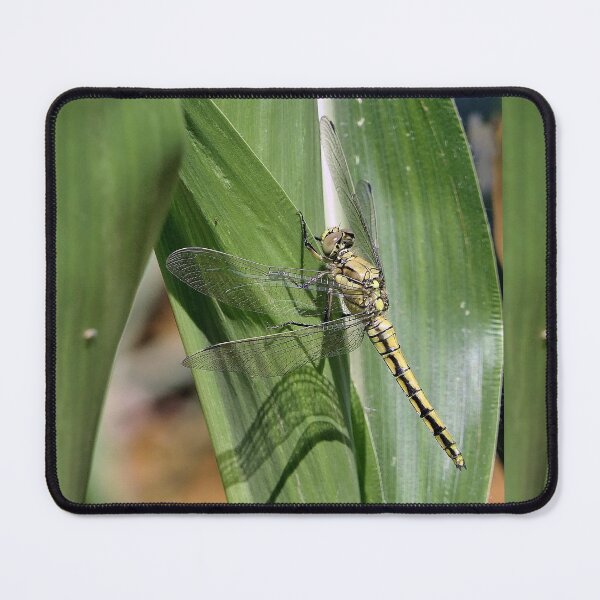 Item preview, 2584/  9  Libellules-Dragonflies " Un Repos Ton sur Ton ! "  finition 2020 par Okaio Créations - Olavia&Olao  designed and sold by o.okaïo.