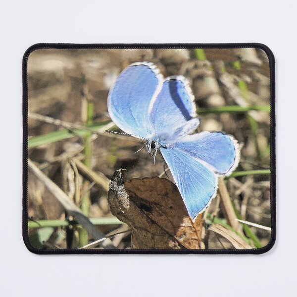 Item preview, r 2585/ 1 papillon - butterfly " bleu espoir - hope blue ! " finition 2020 par Okaio Créations - Olavia&Olao designed and sold by o.okaïo.