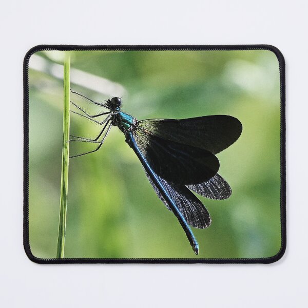 Item preview, 2580/  5  Libellules-Dragonflies " Un Envol Bleu  majestueux "  finition 2020 par Okaio Créations - Olavia&Olao designed and sold by o.okaïo.