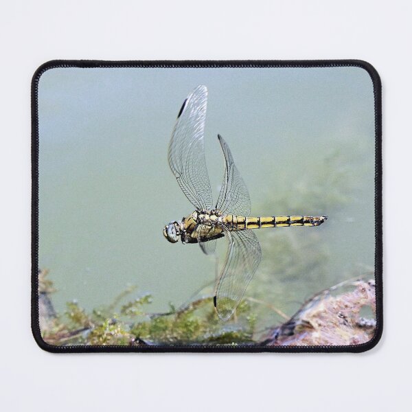 Item preview, 2582/  7  Libellules-Dragonflies " un Vol de Qualité "  finition 2020 par Okaio Créations - Olavia&Olao  designed and sold by o.okaïo.