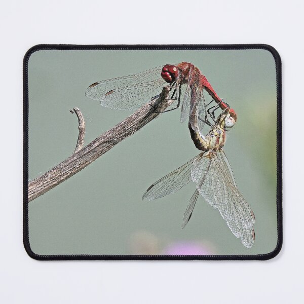 Item preview, 2578/  3  Libellules-Dragonflies " l'Equilibre Amoureux "  finition 2020 par Okaio Créations - Olavia&Olao  designed and sold by o.okaïo.