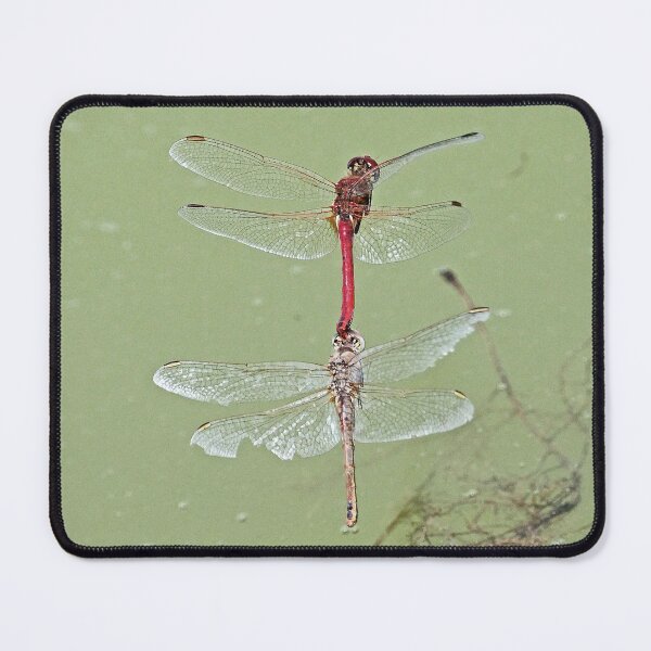 Item preview, 2579/  4  Libellules-Dragonflies " Equilibriste, mais danger grenouille ! "  finition 2020 par Okaio Créations - Olavia&Olao  designed and sold by o.okaïo.