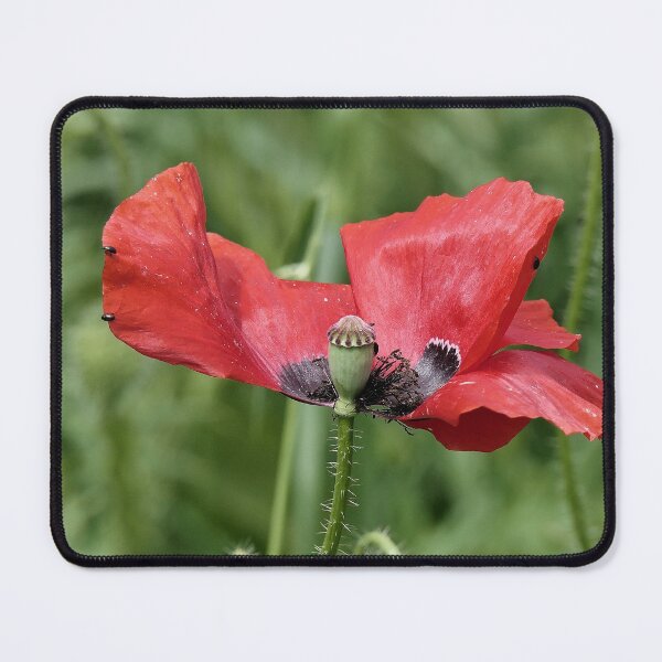 Item preview, r 2565/ 10 " Le Zorro des Coquelicots, The Poppy Zorro " par Okaio Créations Olavia&Olao designed and sold by o.okaïo.