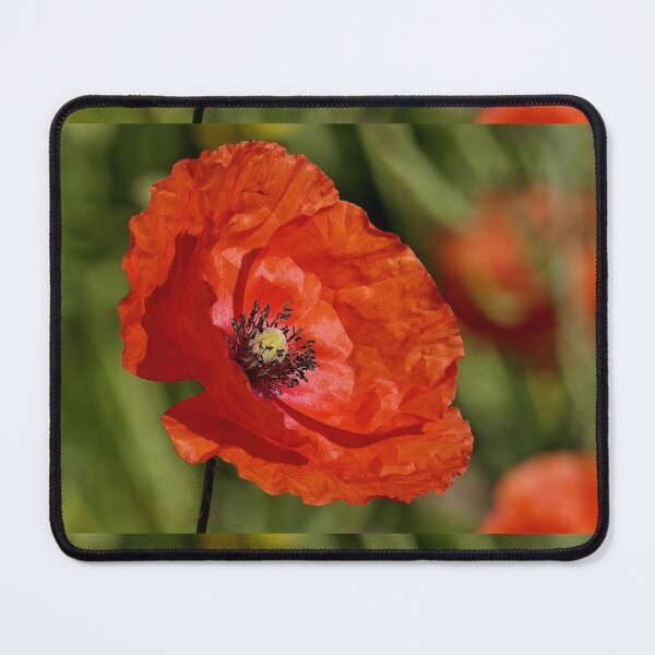 Item preview, r 2566/ 11 " un Coquelicot Capteur de Lumière-Light " par Okaio Créations Olavia&Olao designed and sold by o.okaïo.