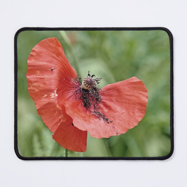Item preview, r 2563/ 8 " un Coquelicot comme un Cavalier à Cheval - a Poppy like a Rider on Horseback " par Okaio Créations Olavia&Olao designed and sold by o.okaïo.