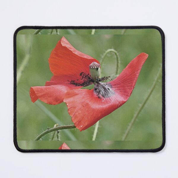 Item preview, r 2564/   9 "  un Coquelicot  comme sur un Bateau célébre à la prou ! " Je suis le Roi du monde et au delà... "  par Okaio Créations   Olavia&Olao designed and sold by o.okaïo.