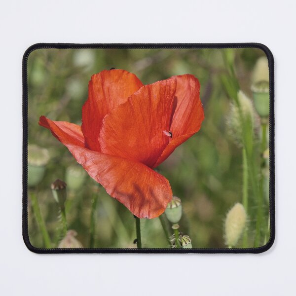 Item preview, r 2551/ 4 " son Coeur s'envole vers vous ! Un Amour de Coquelicot " par Okaio Créations Olavia&Olao designed and sold by o.okaïo.