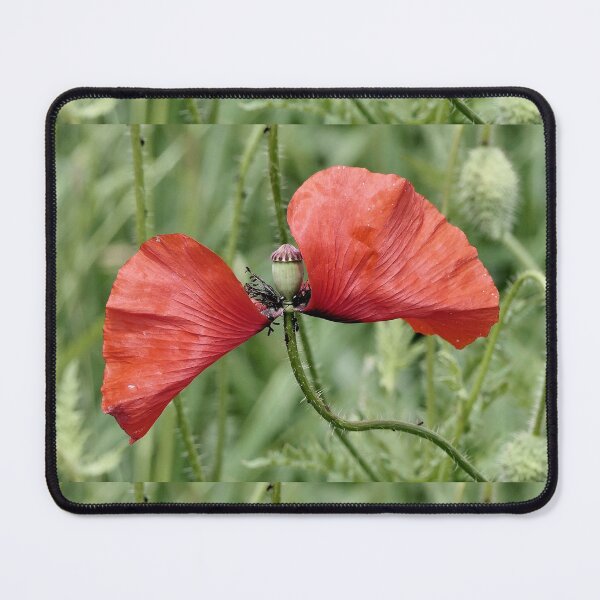 Item preview, r 2548/ 1 " Un Amour des Coquelicots " par Okaio Créations Olavia&Olao designed and sold by o.okaïo.