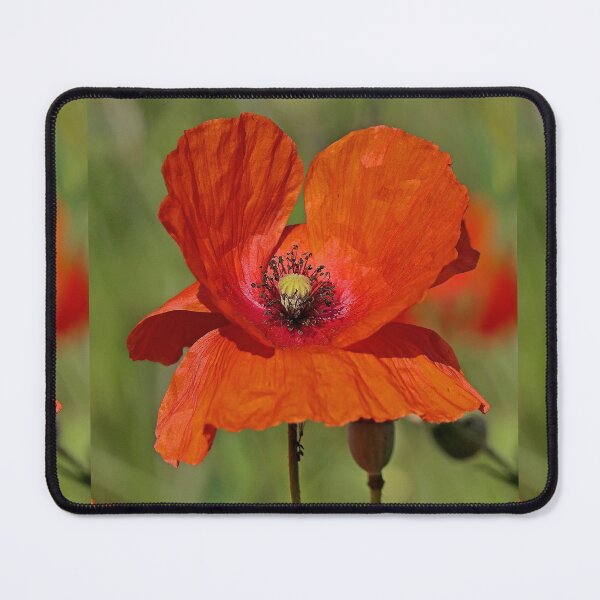Item preview, r 2549/   2 "  les Oreilles du Coquelicots " par Okaio Créations   Olavia&Olao designed and sold by o.okaïo.