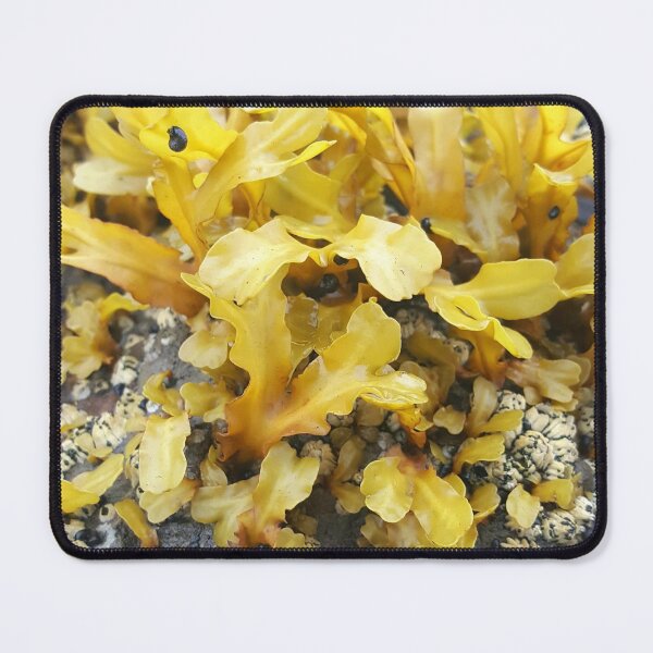 Item preview, Low Tide Algie designed and sold by Krystal Thomas.