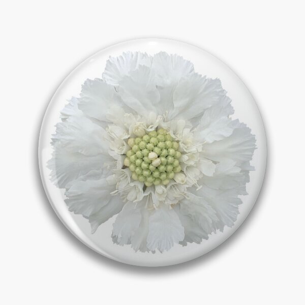 Item preview, White Scabious Flower Still Life Floral Photography designed and sold by CottoVerdi.