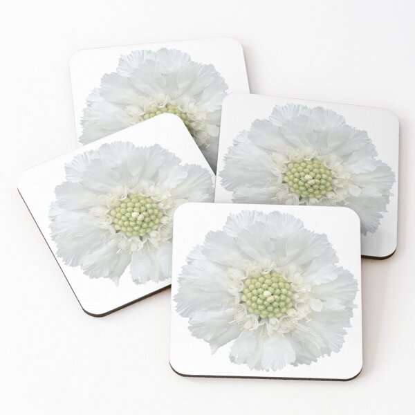 Item preview, White Scabious Flower Still Life Floral Photography designed and sold by CottoVerdi.