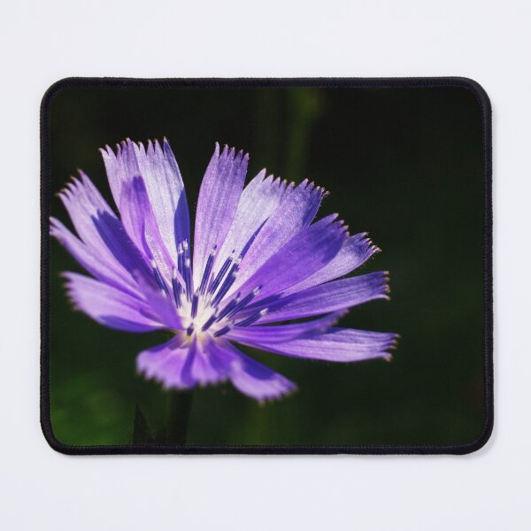 Item preview, Purple chickory designed and sold by MKP Productions.