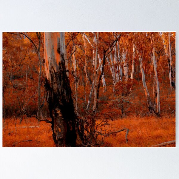 Item preview, Bushland Abstract - NSW High Country - The HDR Experience designed and sold by Salieri1627.