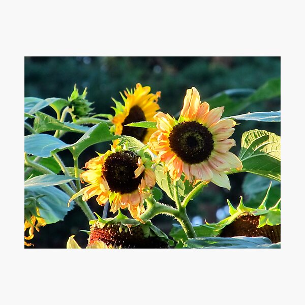 Item preview, Sunflowers  designed and sold by frostyblankets.