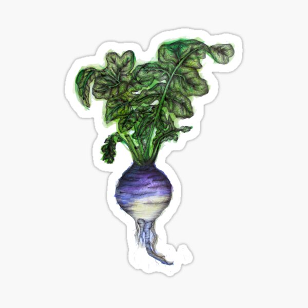 Rooted: The Rutabaga Sticker