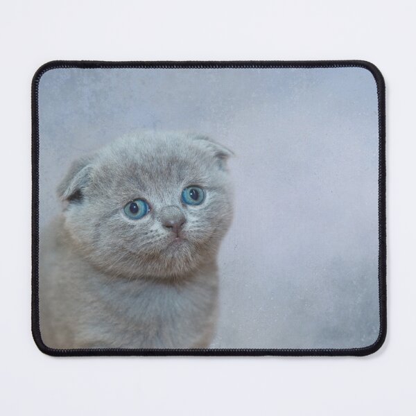 Item preview, Scottish Fold Kitten designed and sold by Elisabeth Lucas.