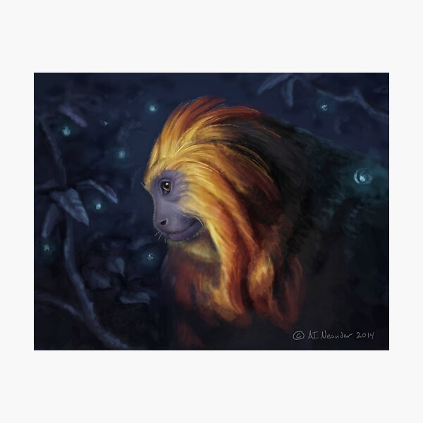 Golden Lion Tamarin Photographic Print