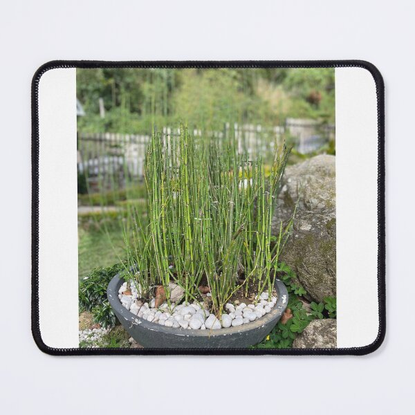 Item preview, LUCKY BAMBOO designed and sold by iAmmAja43.