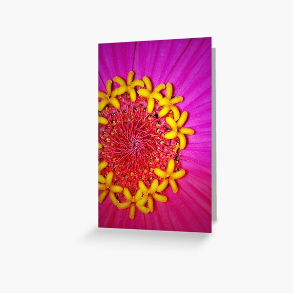 Zinnia up close & beautiful Greeting Card