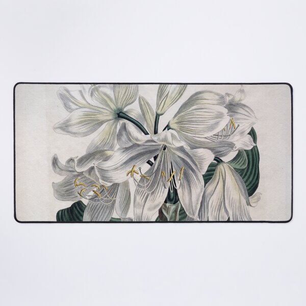 Item preview, Vintage Botanical Print "White Cape - Coast Lily" (1806) designed and sold by Douglas E. Welch Design and Photography.