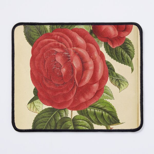 Item preview, Vintage "Countess of Rosebery" Print from The florist and pomologist (1879) designed and sold by Douglas E. Welch Design and Photography.