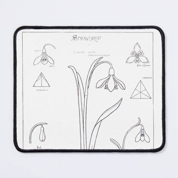 Item preview, Vintage Snowdrops Illustration from from Nature drawing and design (1903) by Frank Steeley designed and sold by Douglas E. Welch Design and Photography.