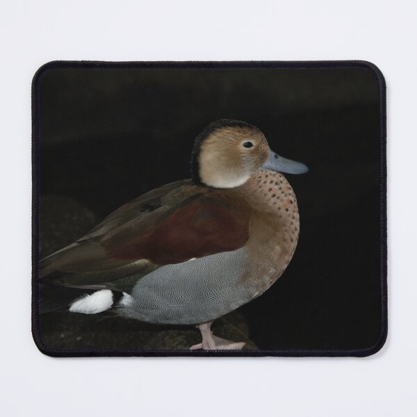 Item preview, The Mallard designed and sold by fhodgson.
