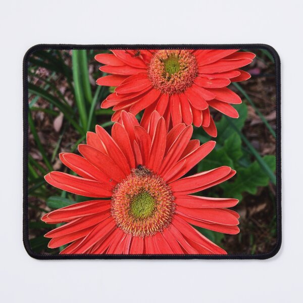 Item preview, Gerbera Daisies designed and sold by Douglas E. Welch Design and Photography.