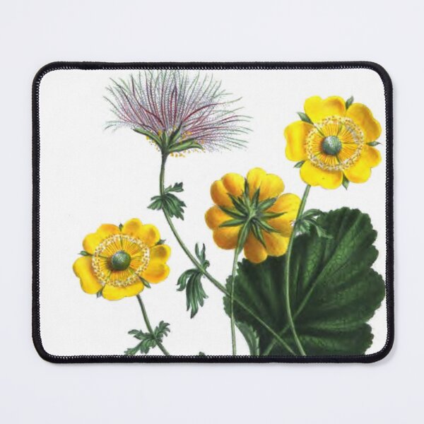 Item preview, Sieversia montana - Vintage Botanical Print - 1837 designed and sold by Douglas E. Welch Design and Photography.