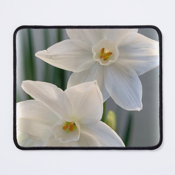 Item preview, First Paperwhites 2019 designed and sold by Douglas E. Welch Design and Photography.