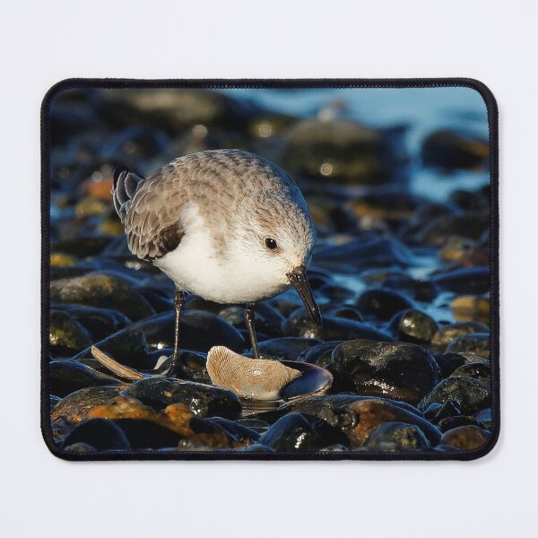 Item preview, Cute Sanderling Dines on Tasty Clam designed and sold by walkswithnature.