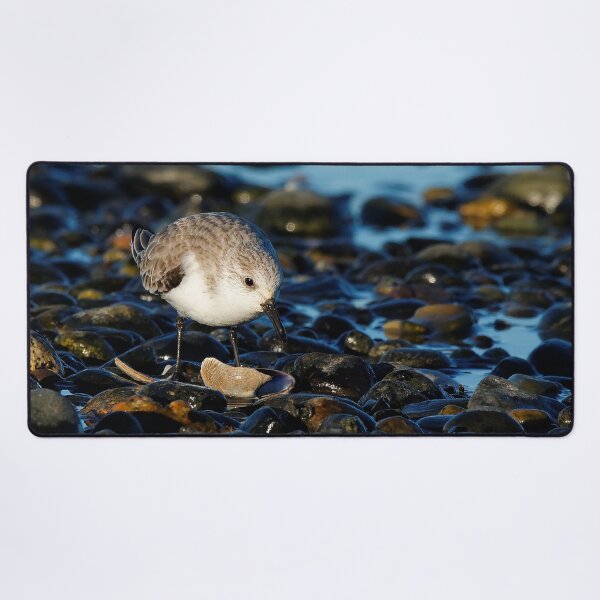 Item preview, Cute Sanderling Dines on Tasty Clam designed and sold by walkswithnature.