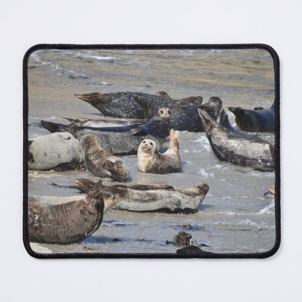 Item preview, Seal designed and sold by PicsByDerek.